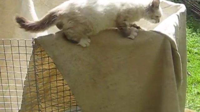 КОТ И КРОЛИК смотреть онлайн