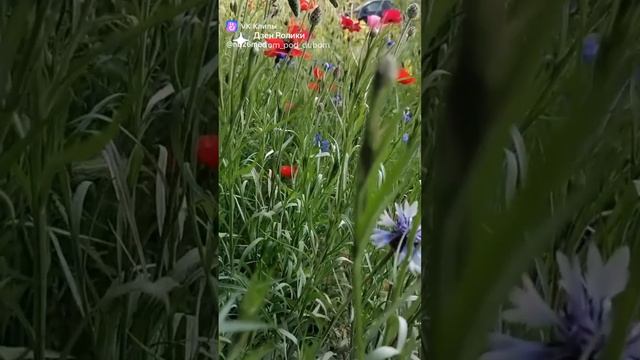 майское утро