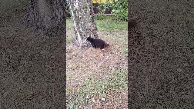 Красивая киса у березы! смотреть онлайн