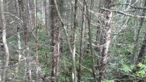 Таежные   рассуждения