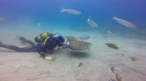 1001?Как ОТДОХНУТЬ,Тенерифе,дайвинг 001(погружение с черепахами)Puertito