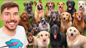 Я взяла ВСЕХ собак в приюте для собак