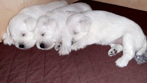 Щенки цвергшнауцера белого окраса. Рождены 05/11/2024 в Санкт-Петербурге