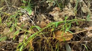 Грибы нашли! Целую поляну.