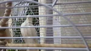 Какаду Соломонов кушает с руки