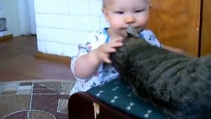 таскаю кота за уши