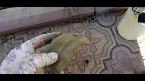 Замена бензонасоса на Лифан Солано