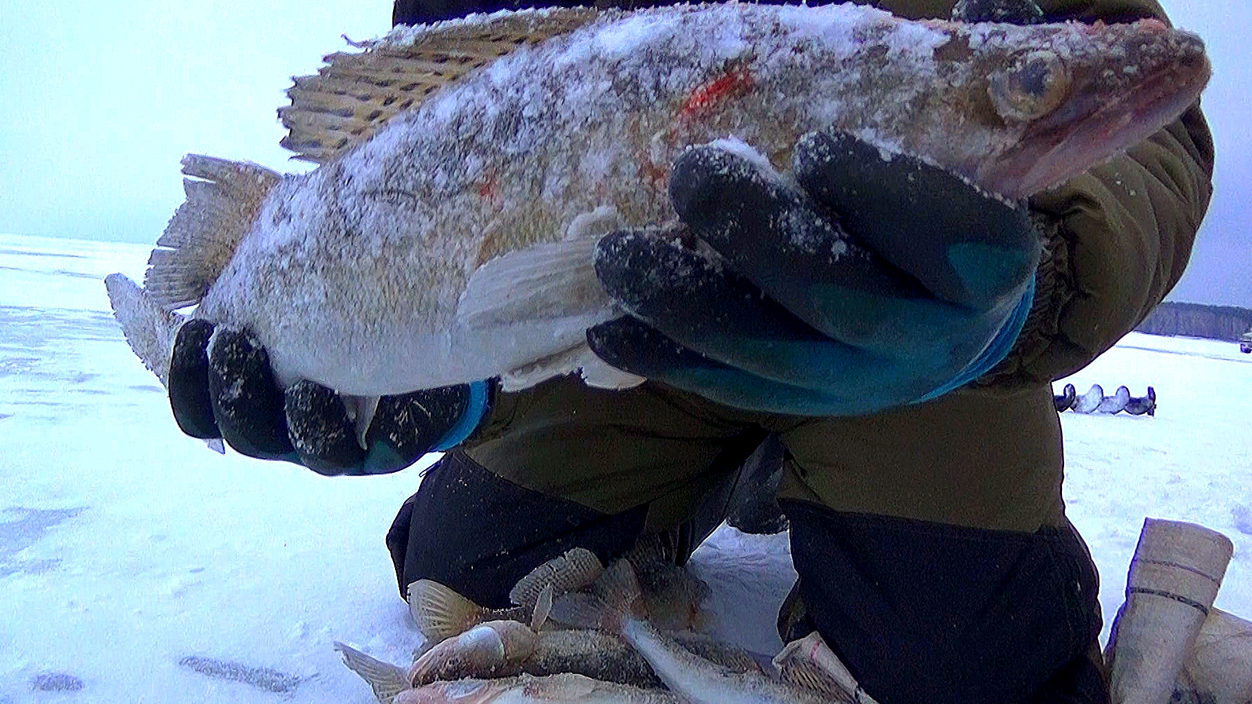 ПРИЕХАЛ НА РЫБАЛКУ И СРАЗУ ПОПАЛ НА ХАПОК! СУДАКИ КЛЮЮТ ОДИН ЗА ОДНИМ!РЫБАЛКА НА СУДАКА 2024 смотреть онлайн