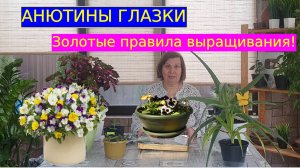 Анютины глазки: как вырастить и ухаживать, чтобы они пышно цвели уже в первый год.