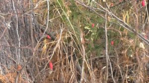 13 Рыбалка в тайге Сибирь. Жили 10 дней. Идем по Красавице Тайге к месту падения Тунгусского Метеори