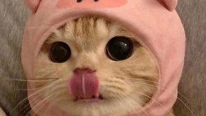 айй доля воровская