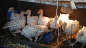 Купили месячных индюков!