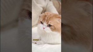 Шотландская прямоухая кошка (Скоттиш-страйт)