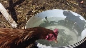 Как я даю орех курам, и добовляю чеснок.