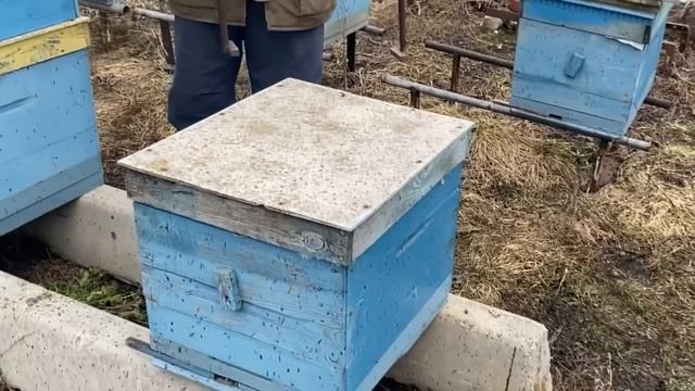 ПЕРВЫЙ ОБЛЁТ ПЧЁЛ 17.03.2023!!! ЗАМЕНА ДОНЬЕВ!!! смотреть онлайн