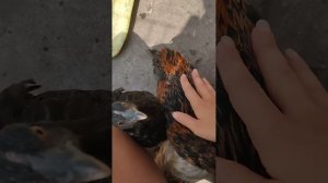 Опасный кокцидиоз.Методы лечения.Признаки заболевания цыплят.Болезни цыплят.#цыплята#кокцидиоз#