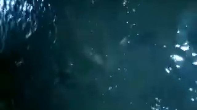 Кларий...интересный способ выращивания сома
