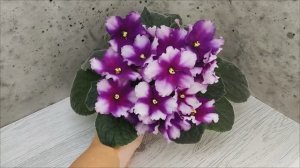 Фиалка РС-Чудо