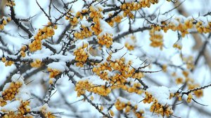 Зимнее настроение