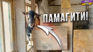 Козел застрял в окне! Одной не спасти! Первое яйцо от индюшки! Как козы после родов? Крымский хутор