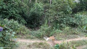 Harvesting Sugarcane Garden Bringing to Market to Sell - Cleaning the Garden. Trieu Mai Huong