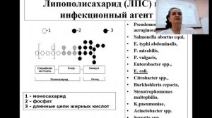 Патология терморегуляции. Лихорадка. Лекция. Fever. Lecture. Prof. Maksimovich N.Ye.