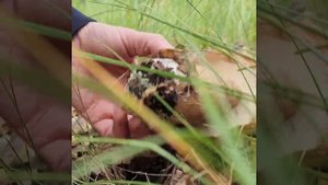 #mushroom Грибы красавцы