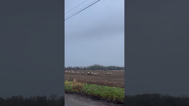 Please can I chase them 🤣😂#malinois #puppy #foreverhome #goodgirl смотреть онлайн