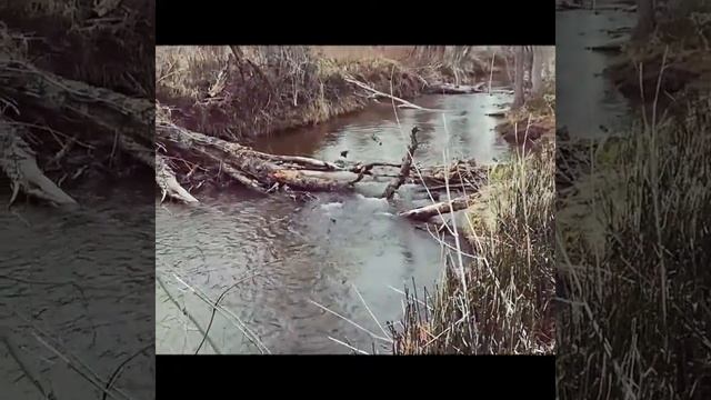Весна с Тайгой смотреть онлайн
