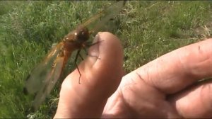 Стрекоза на пальце