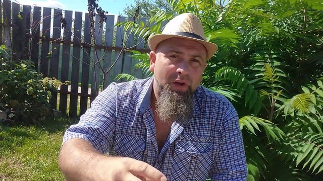 Такие разные томаты Тарасенко (юбилейный и легенда) смотреть онлайн