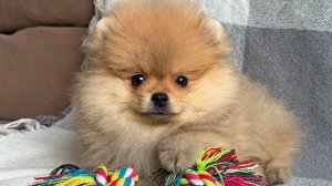 Мишка Померанский шпиц