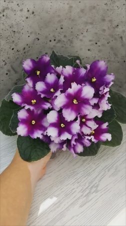 Фиалка РС-Чудо