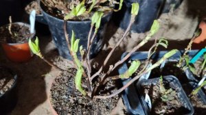 Чуть не заморозила крупнолистные гортензии в хранилище