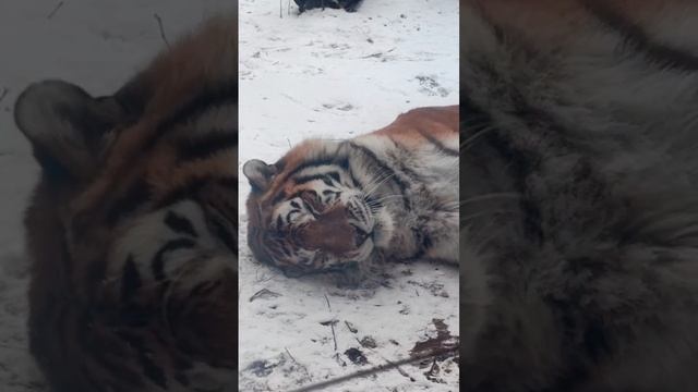 🐯У нашего Устина послеобеденный отдых