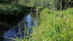 Рыбалка на малых речках Ленинградской области.