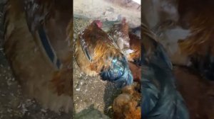 Куры нью гемпшир. условия зимовки и кормежка моих курей.