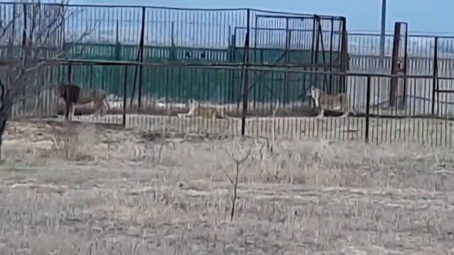 Лев Алекс и его Гарем. Свежее Рождественское видео.