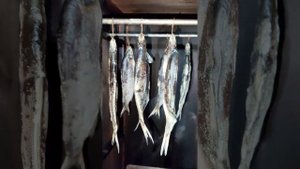 Пелядь холодного копчения