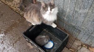 Снег кормлению НУТРИЙ не помеха. 27.11.24