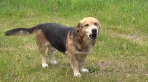 СОБАКА ГОВОРИТ ГАВ