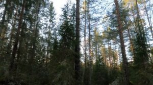 Коллективная охота на рябчика 12.10.2024г