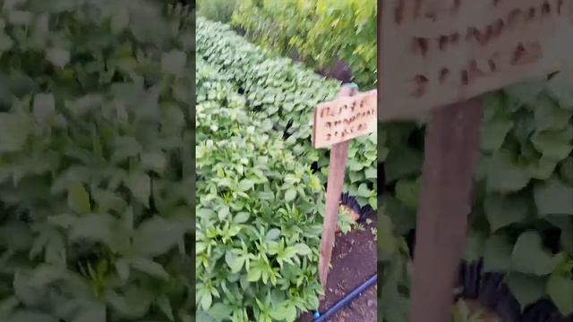 Состояние табака на 9 июля 2023