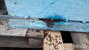 выставка пчёл 2020