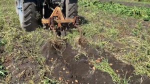 КОПКА КАРТОФЕЛЯ!!! НЕ ПРО ПЧЁЛ!!!