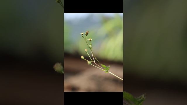 #bharatshahi #photography смотреть онлайн