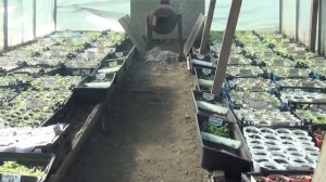 Посев и пикировка рассады табака