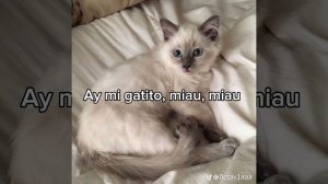 Princesita Kelly - Mi gatito miau miau (Letra)