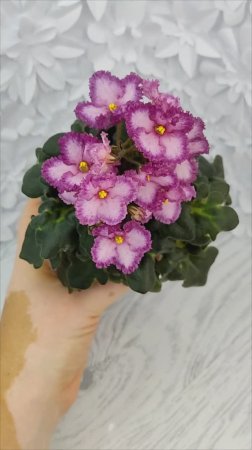 Фиалка БР-Купец