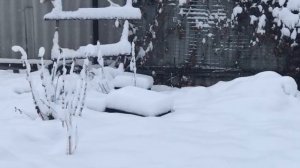 Наступила зима ,розы укрыты.